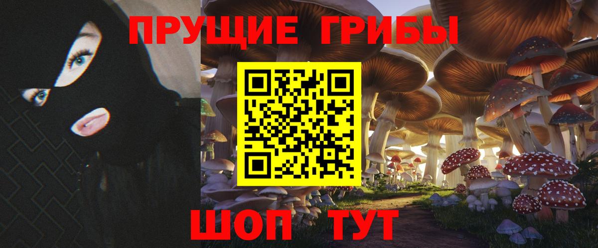 Псилоцибиновые грибы Psilocybe Кизляр